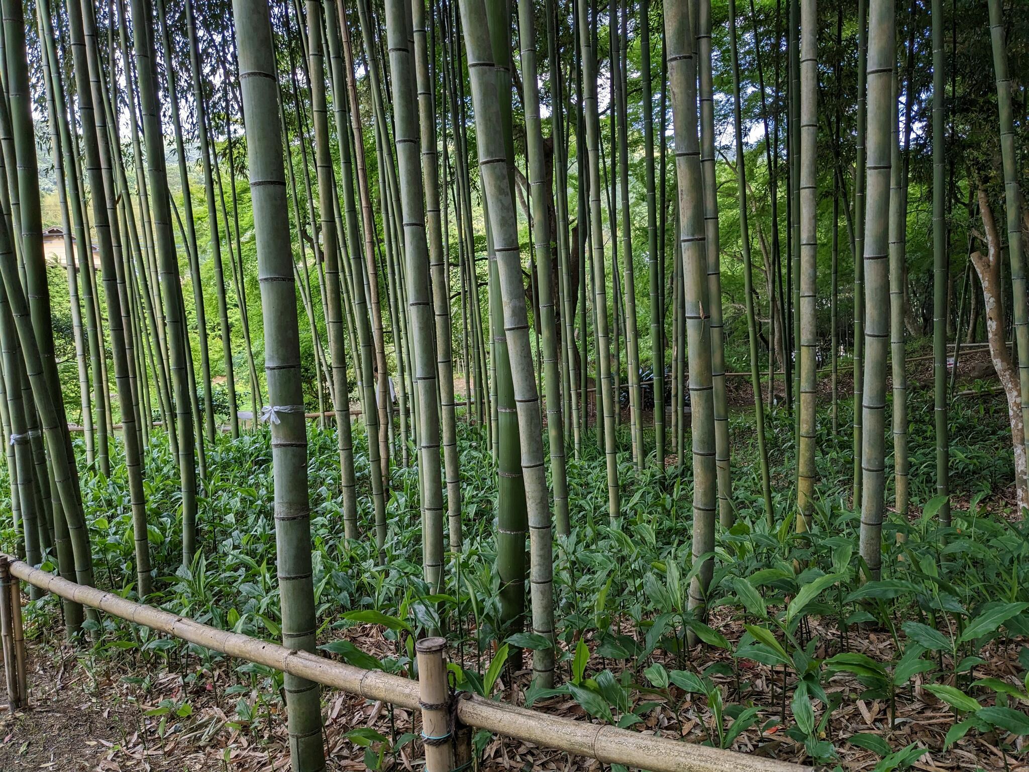 江川邸の代表写真7