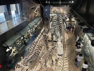 御船町恐竜博物館のクチコミ写真1