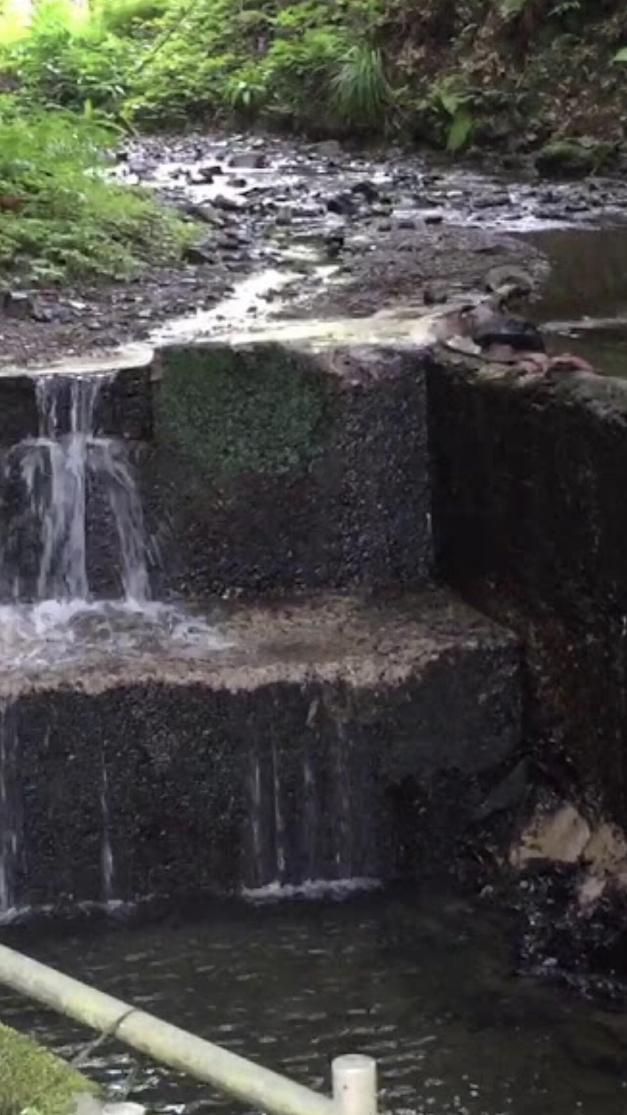 クチコミ : 舟生沢つり堀センター - 常陸大宮市舟生釣り堀 | Yahoo!マップ