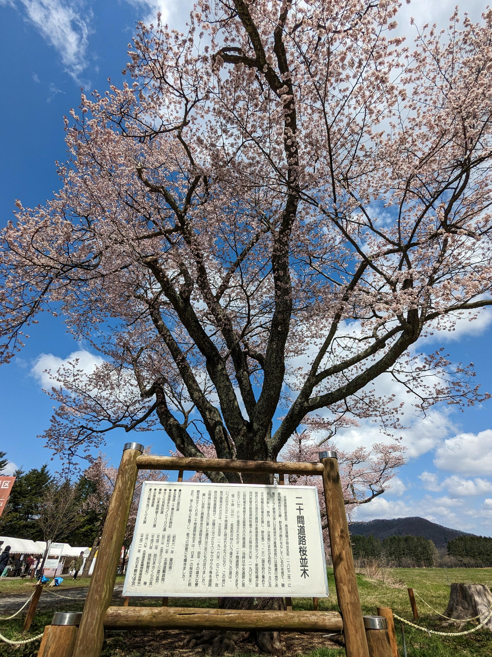 二十間道路桜並木の代表写真9