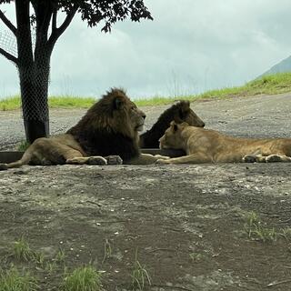 九州自然動物公園 アフリカンサファリの写真23