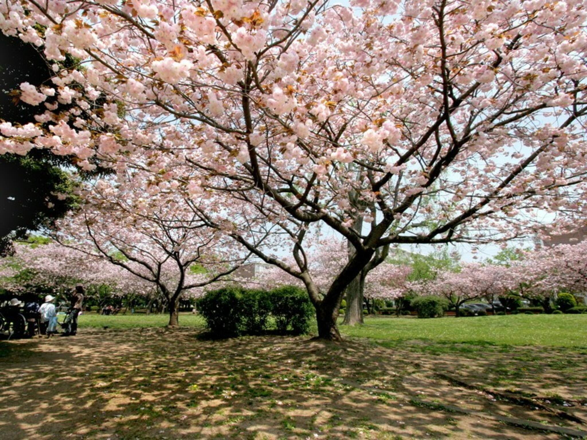早稲田公園の代表写真5