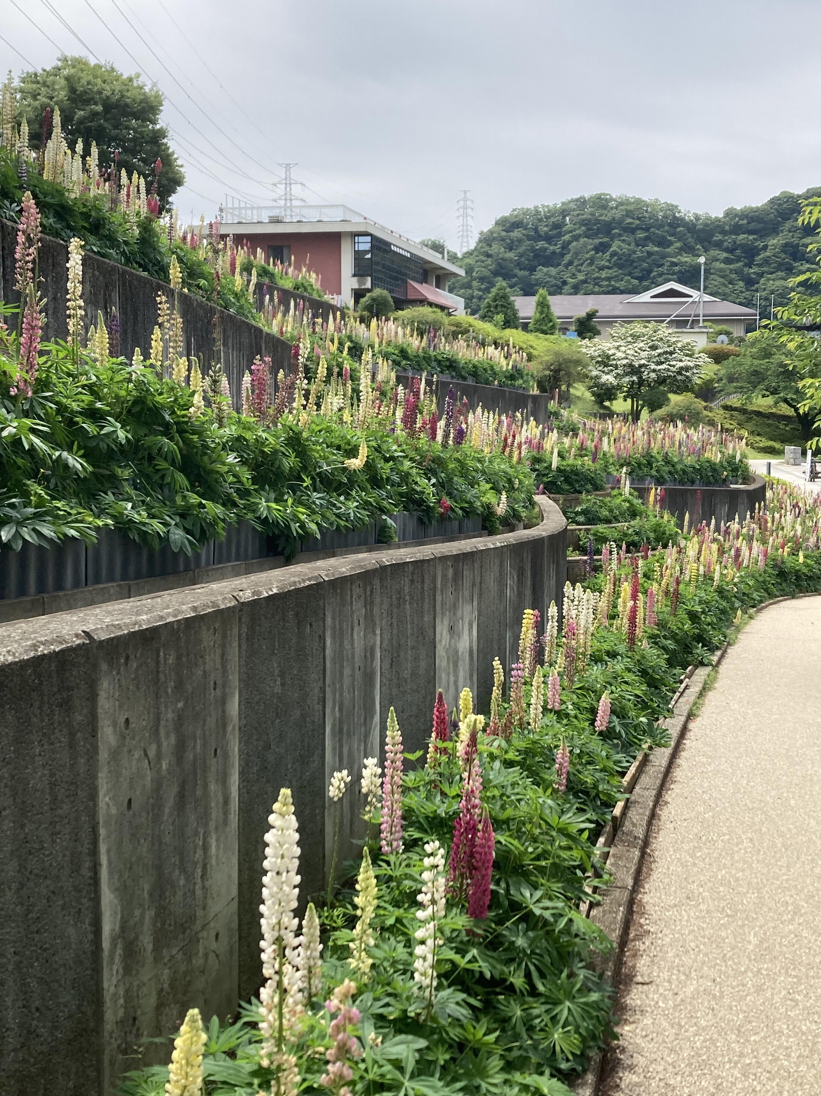 県立津久井湖城山公園水の苑地 - 相模原市緑区城山/公園 | Yahoo!マップ