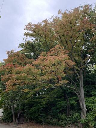 千秋公園のクチコミ写真1