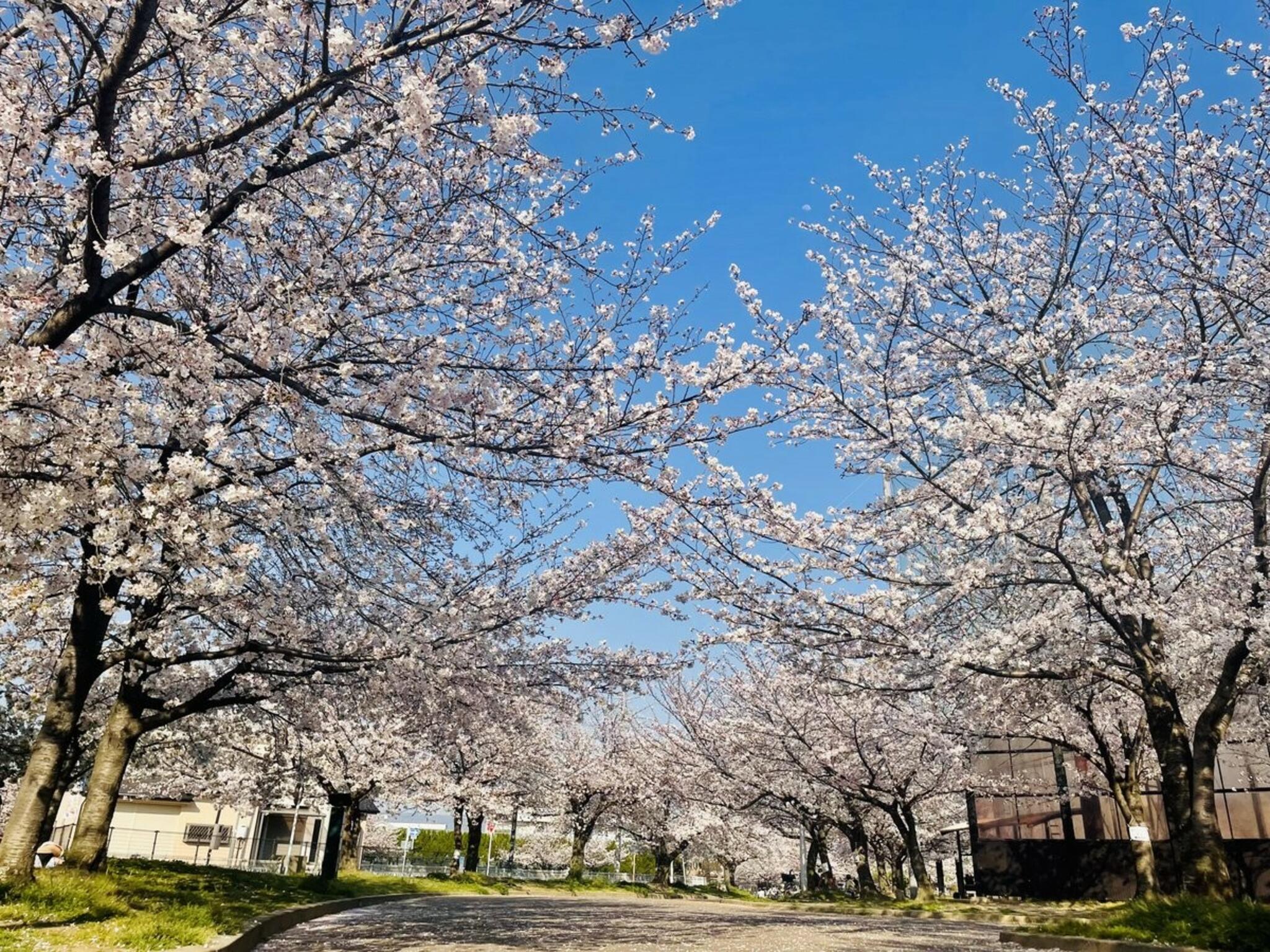 金岡公園の代表写真2