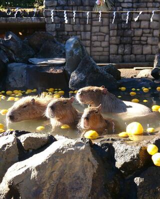 伊豆シャボテン動物公園のクチコミ写真1