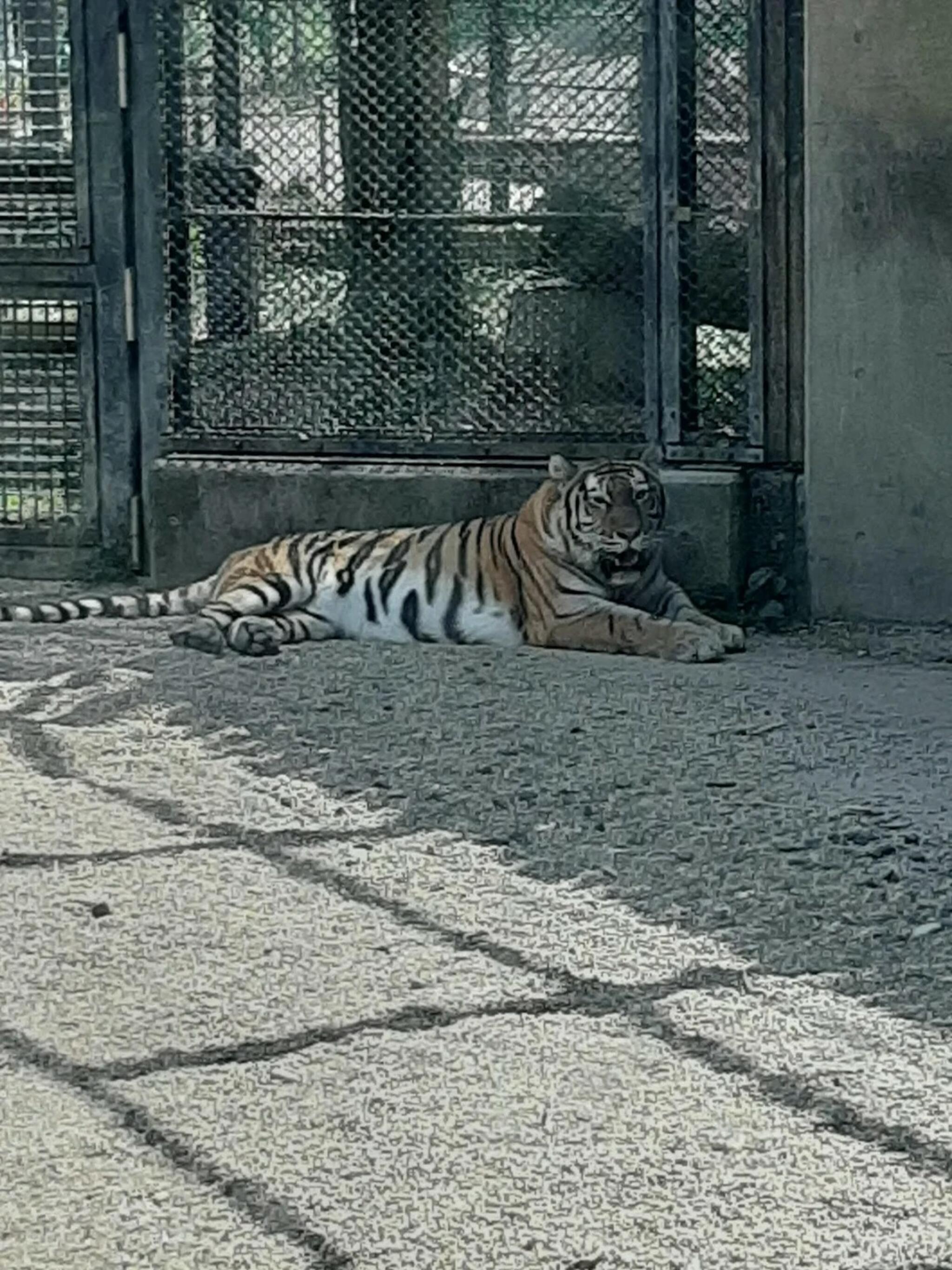 秋田市大森山動物園の代表写真10