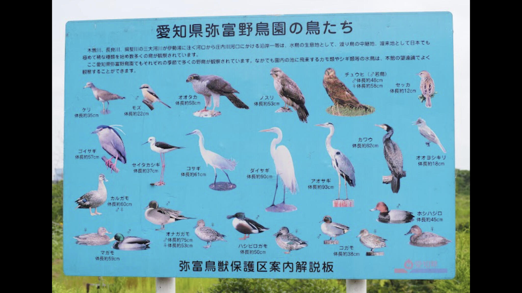 弥富野鳥園の代表写真7