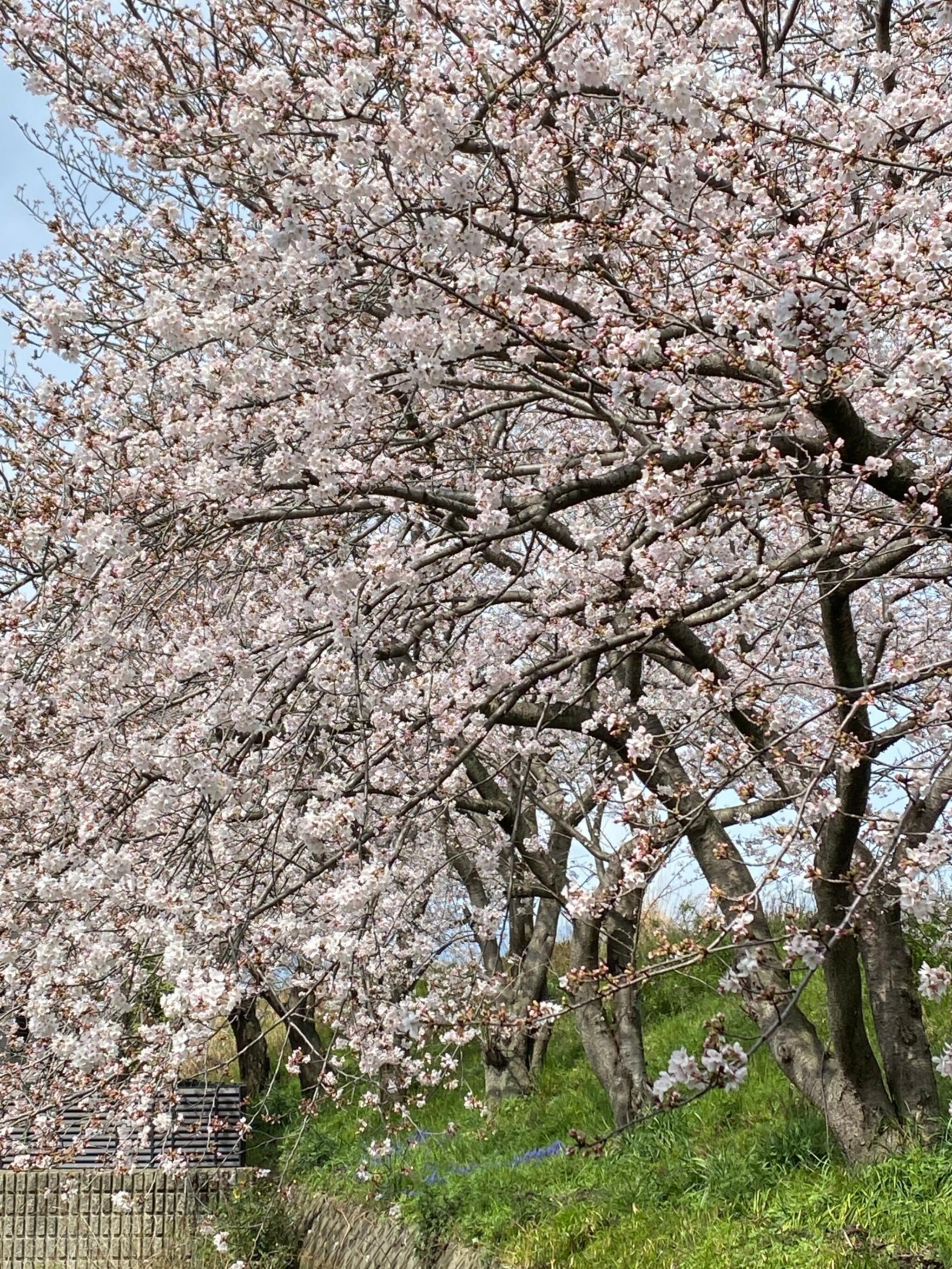 桜の森公園の代表写真4