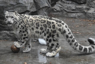 秋田市大森山動物園のクチコミ写真1