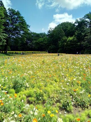 国営武蔵丘陵森林公園 都市緑化植物園のクチコミ写真1