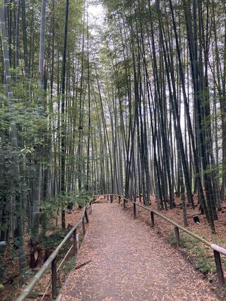 鷲峰山高台寺のクチコミ写真2