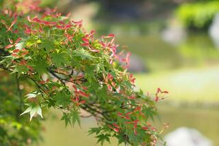 大仙公園日本庭園のクチコミ写真3