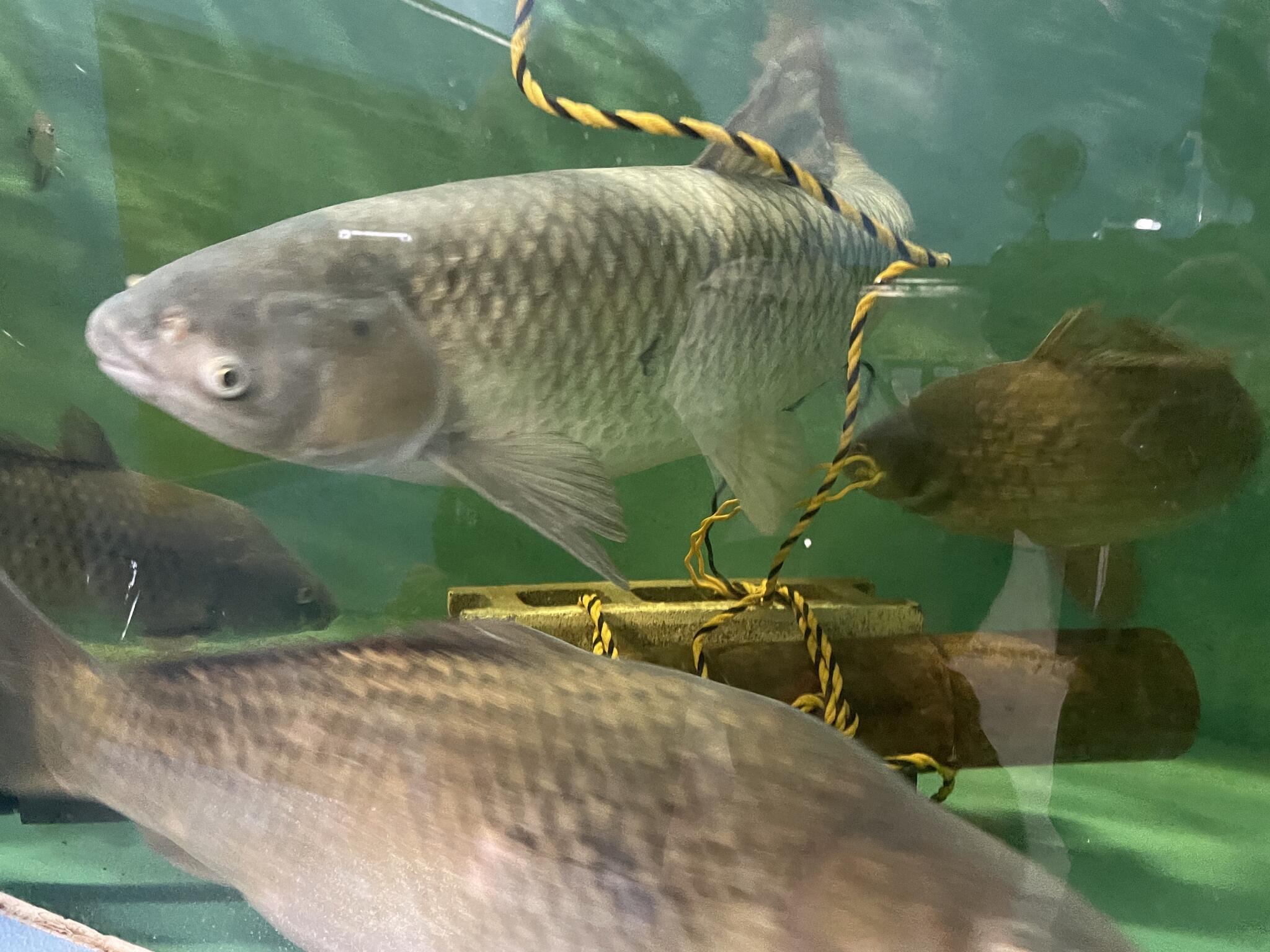 やながわ有明海水族館の代表写真3