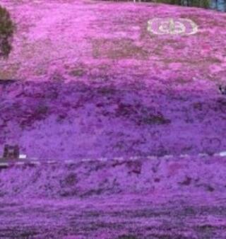 ひがしもこと芝桜公園のクチコミ写真1