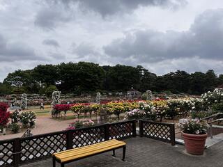 敷島公園門倉テクノばら園のクチコミ写真3