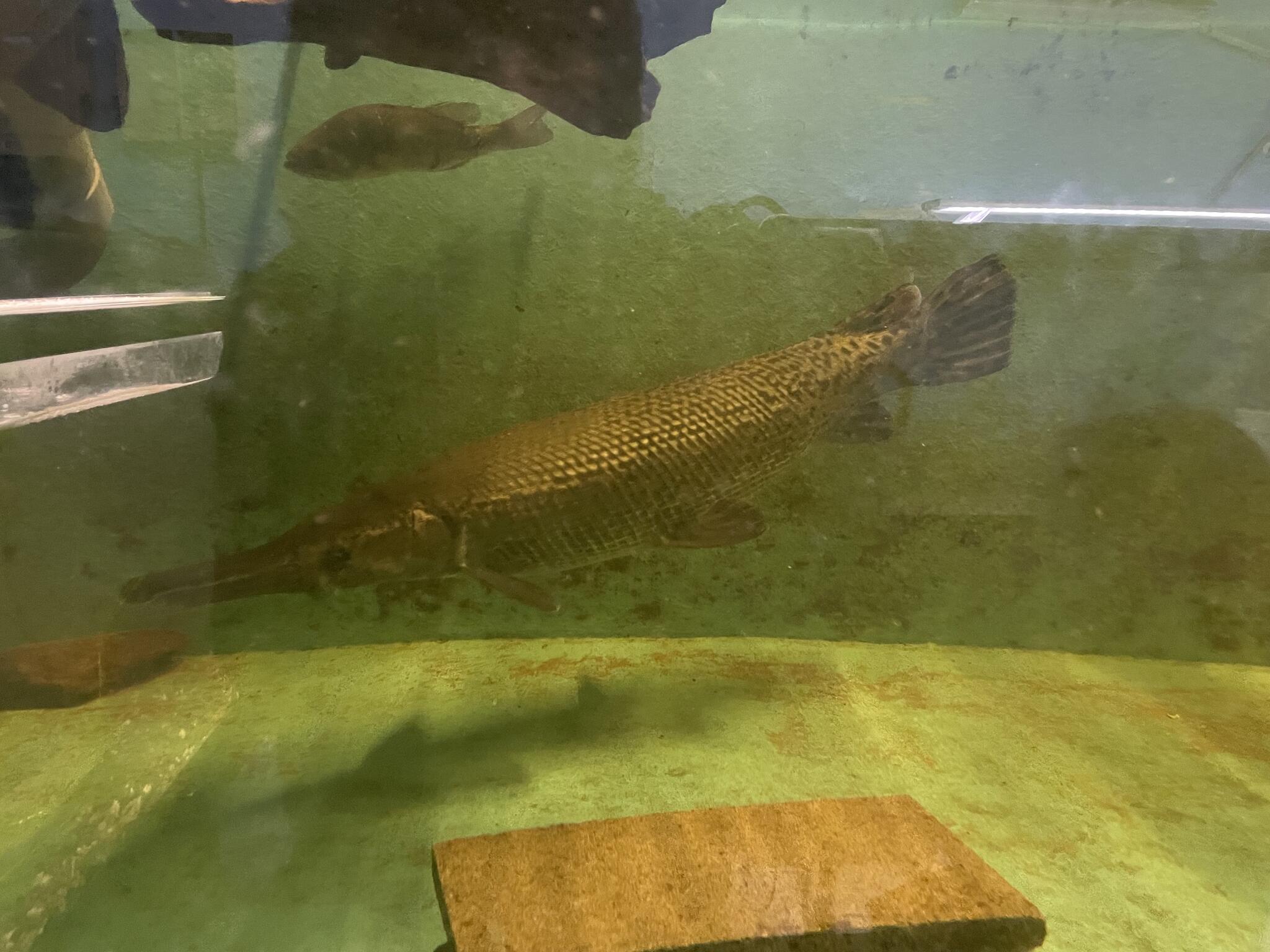 やながわ有明海水族館の代表写真5