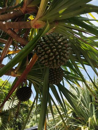 亜熱帯植物楽園 由布島のクチコミ写真1