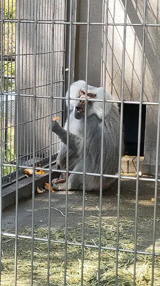 未来へはばたけ 山田製作所桐生が岡動物園のクチコミ写真1