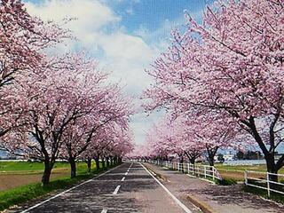 平田公園と大榑川桜並木のクチコミ写真1