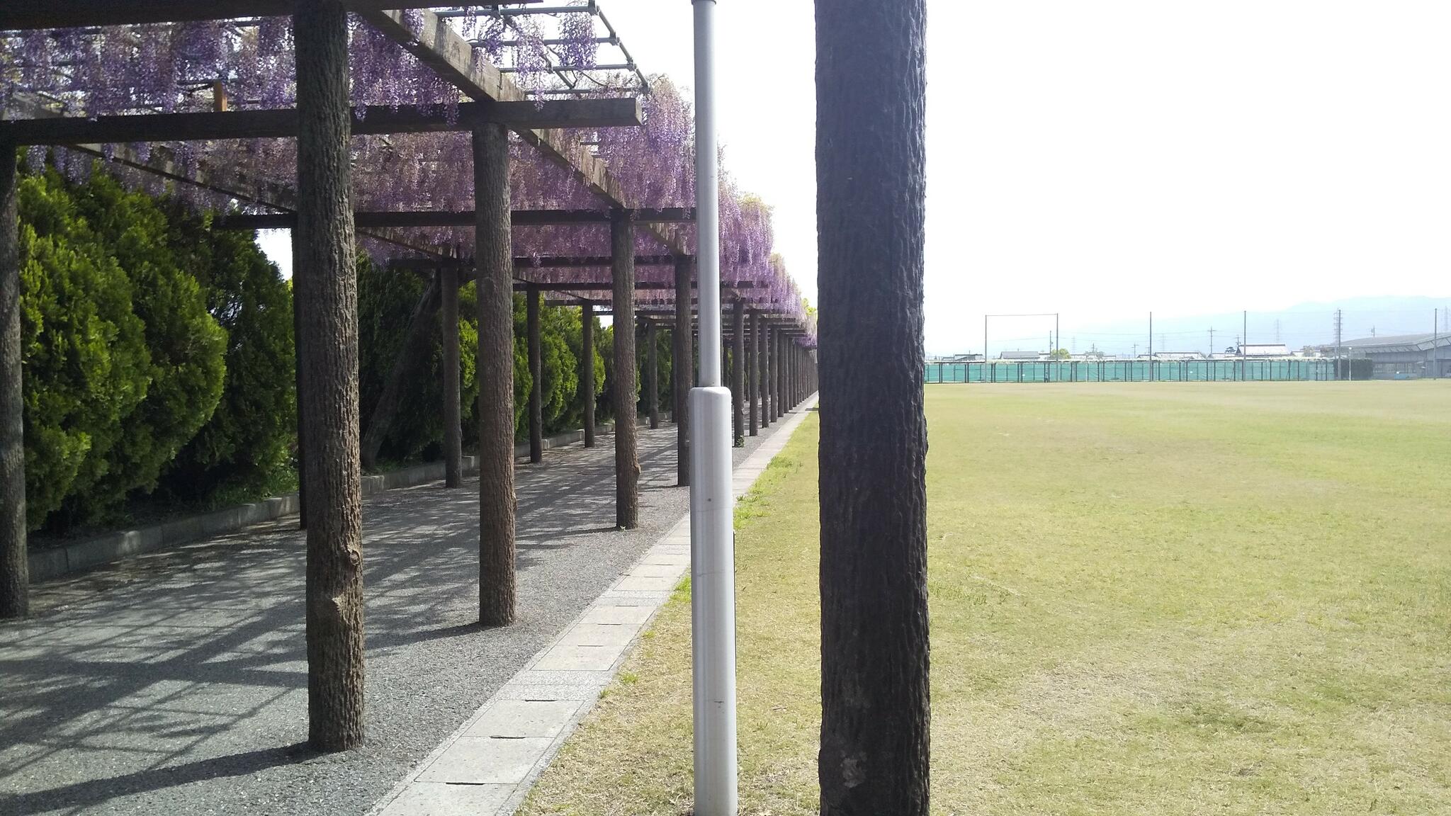 赤坂スポーツ公園の代表写真4