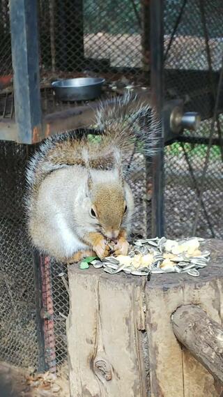 大宮公園小動物園のクチコミ写真1