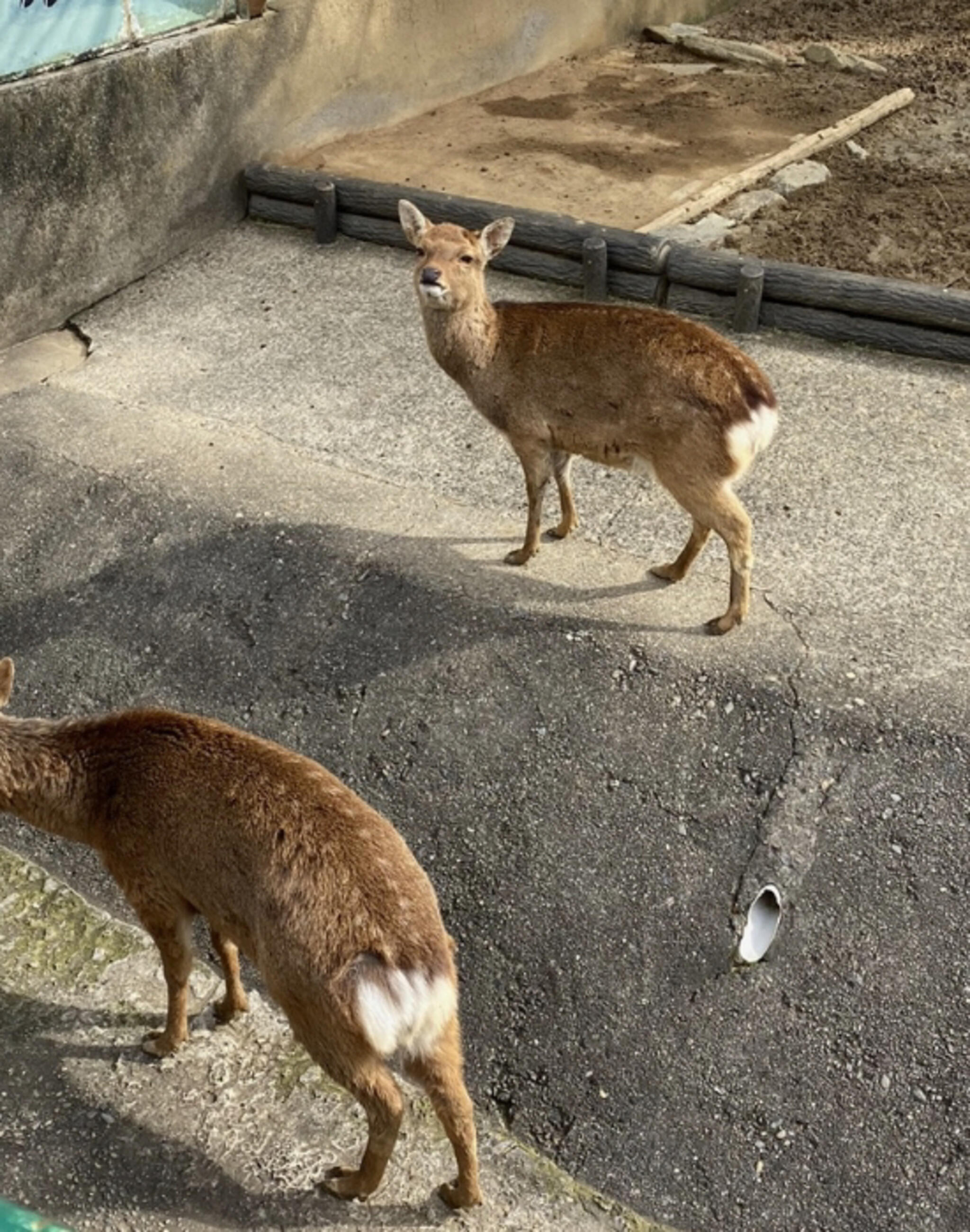 和歌山城公園動物園の代表写真5