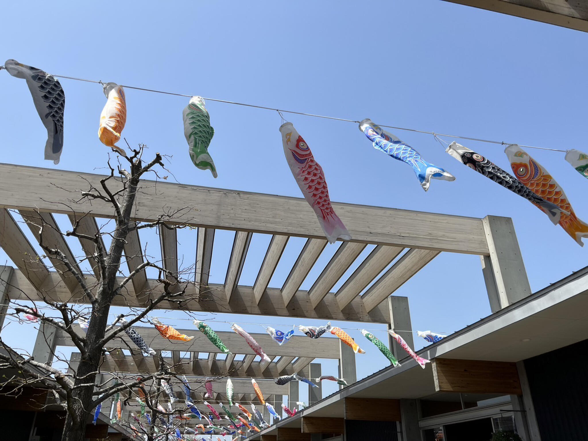 神奈川県立花と緑のふれあいセンター「花菜ガーデン」の代表写真6