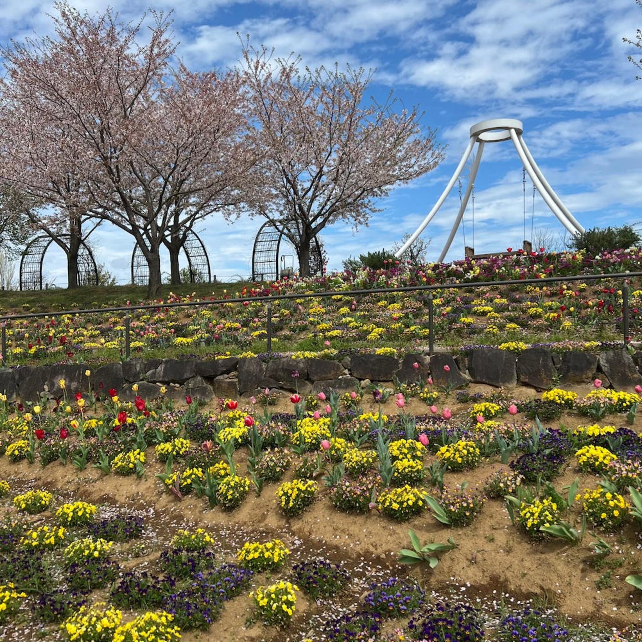 神奈川県立花と緑のふれあいセンター「花菜ガーデン」の代表写真8
