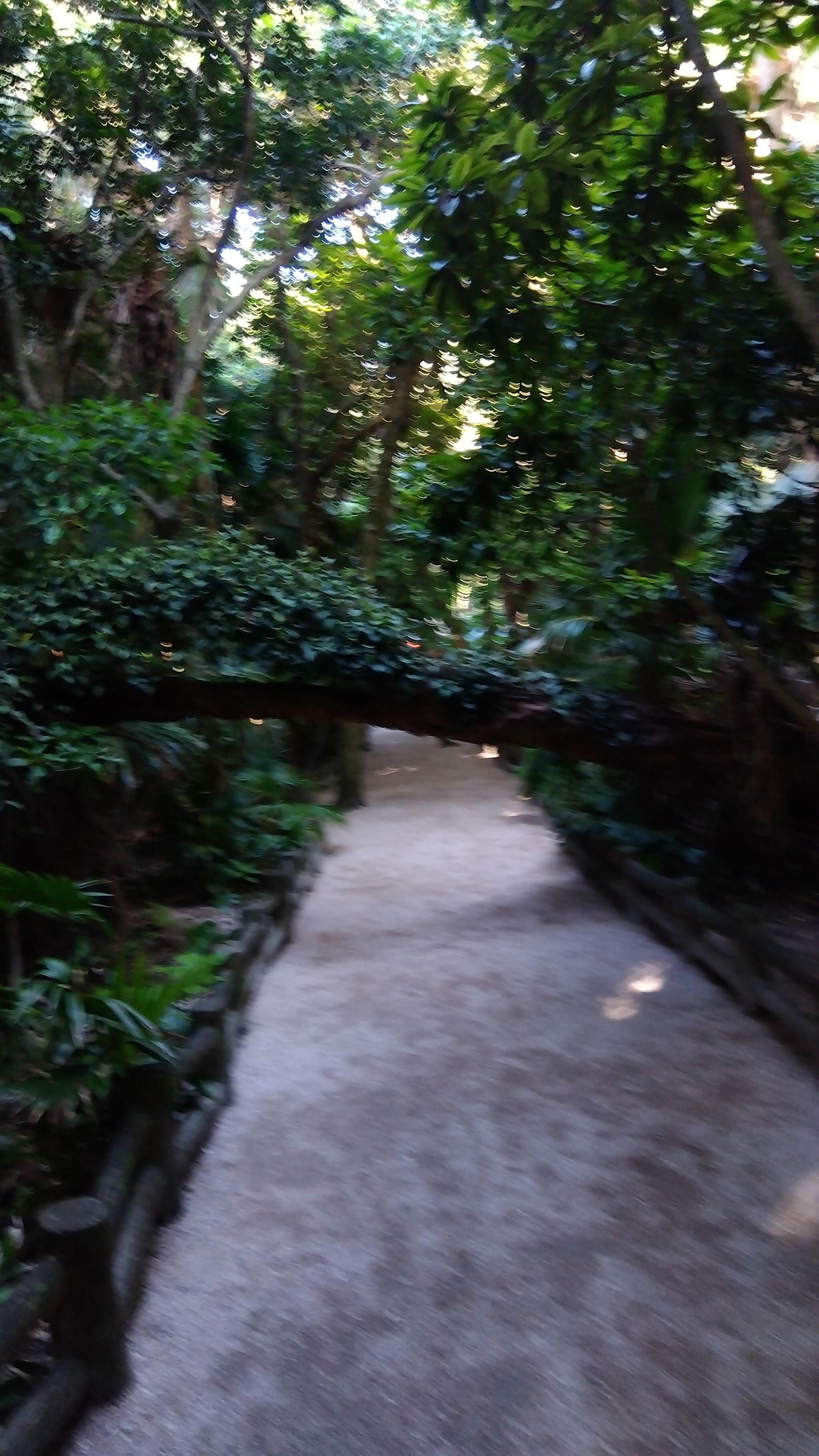 青島亜熱帯性植物群落 宮崎市青島/自然地名 Yahoo!マップ