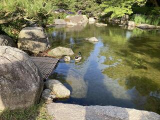 福岡県立大濠公園日本庭園のクチコミ写真1