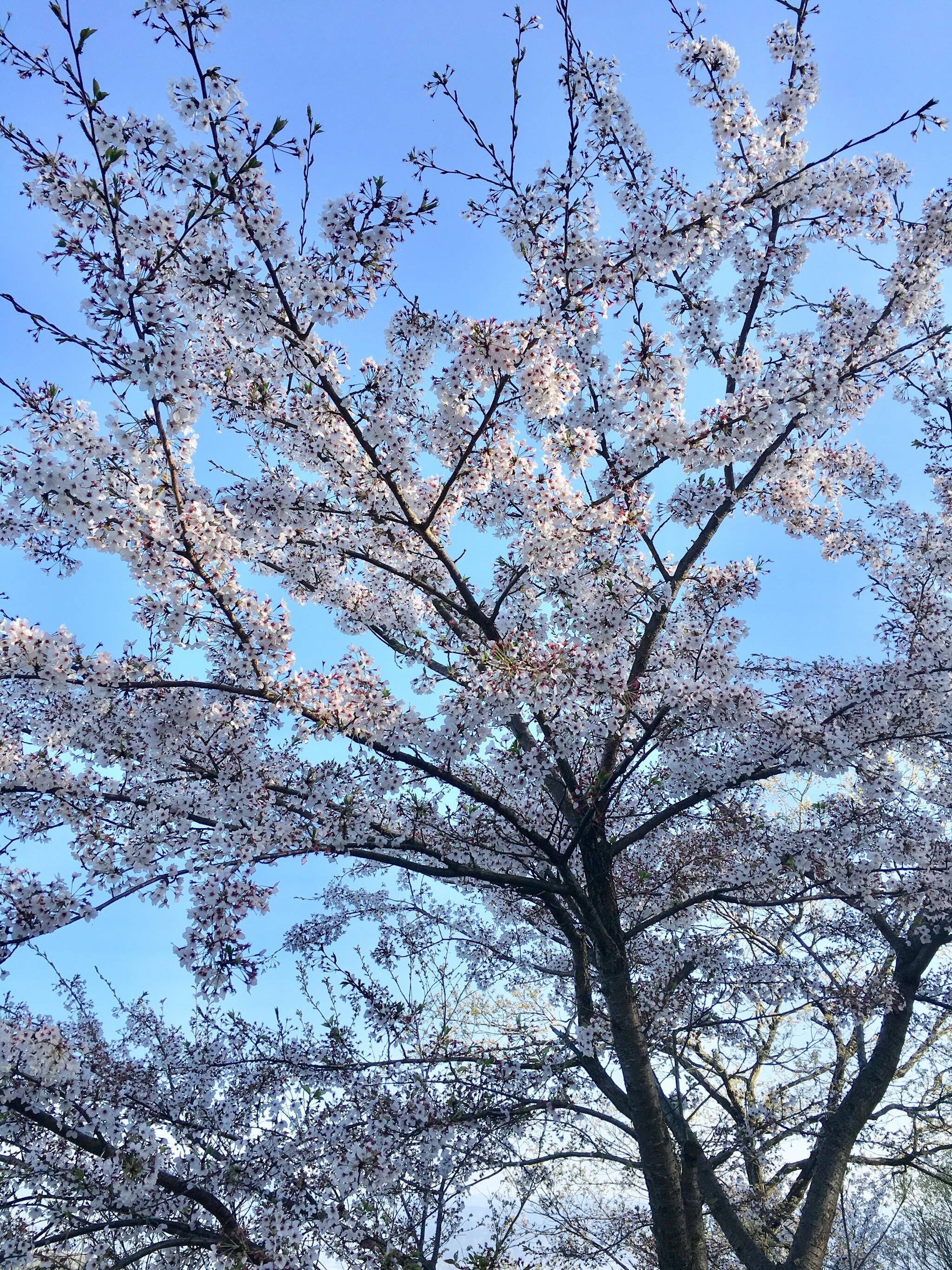 高松市峰山公園キャンプ場の代表写真10