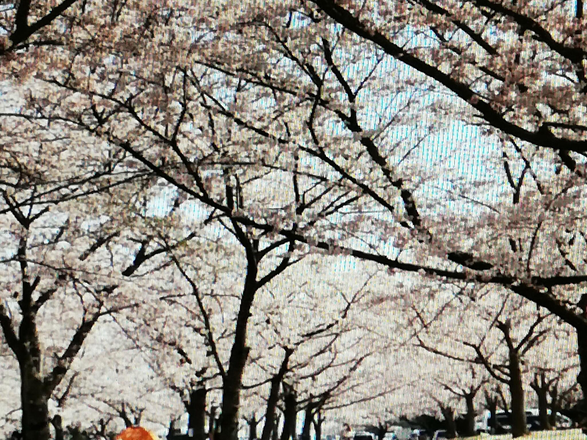 桜の森公園の代表写真8