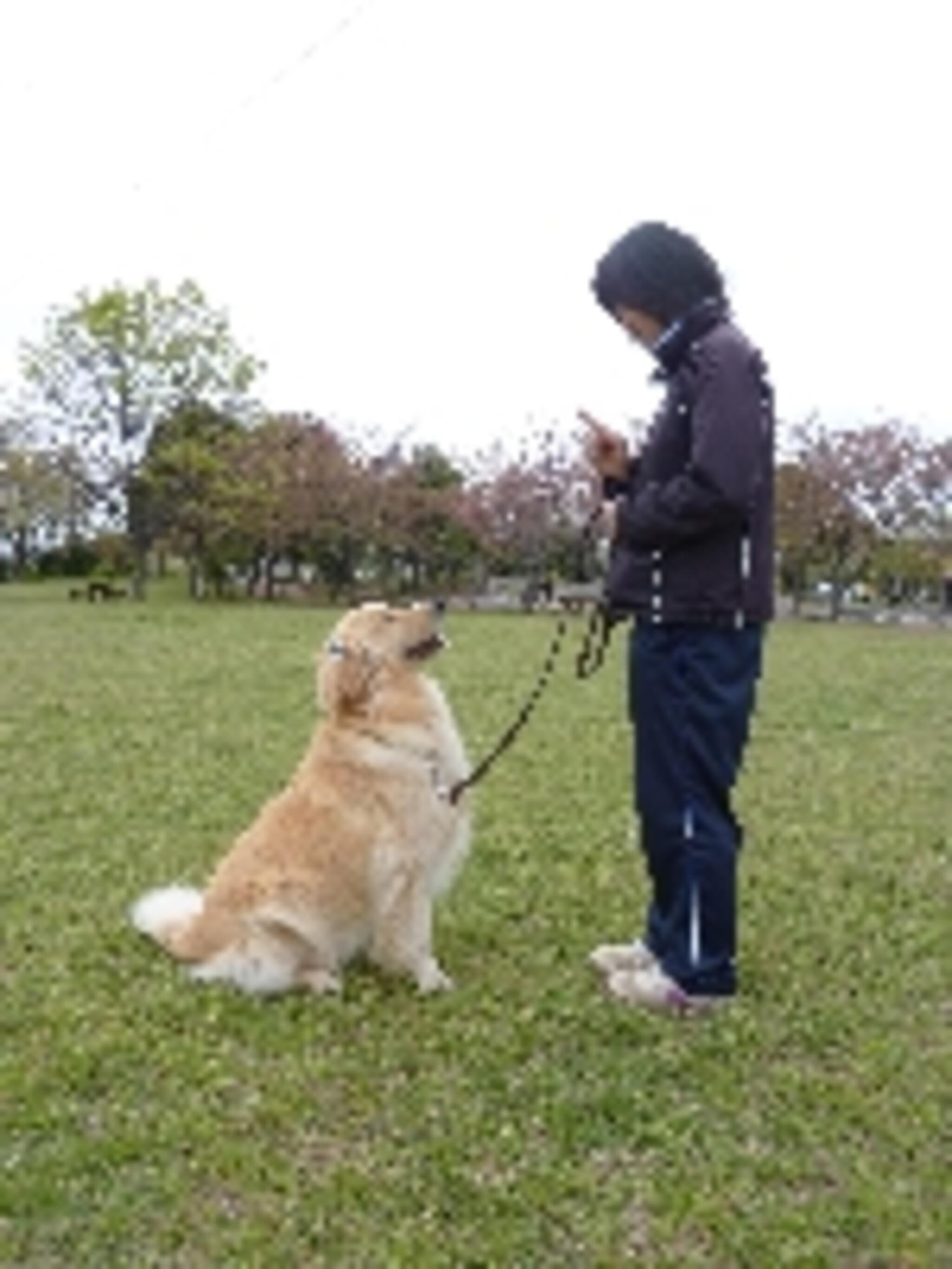 Dog Training KNineの代表写真1