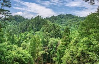 森林総合研究所 多摩森林科学園のクチコミ写真1