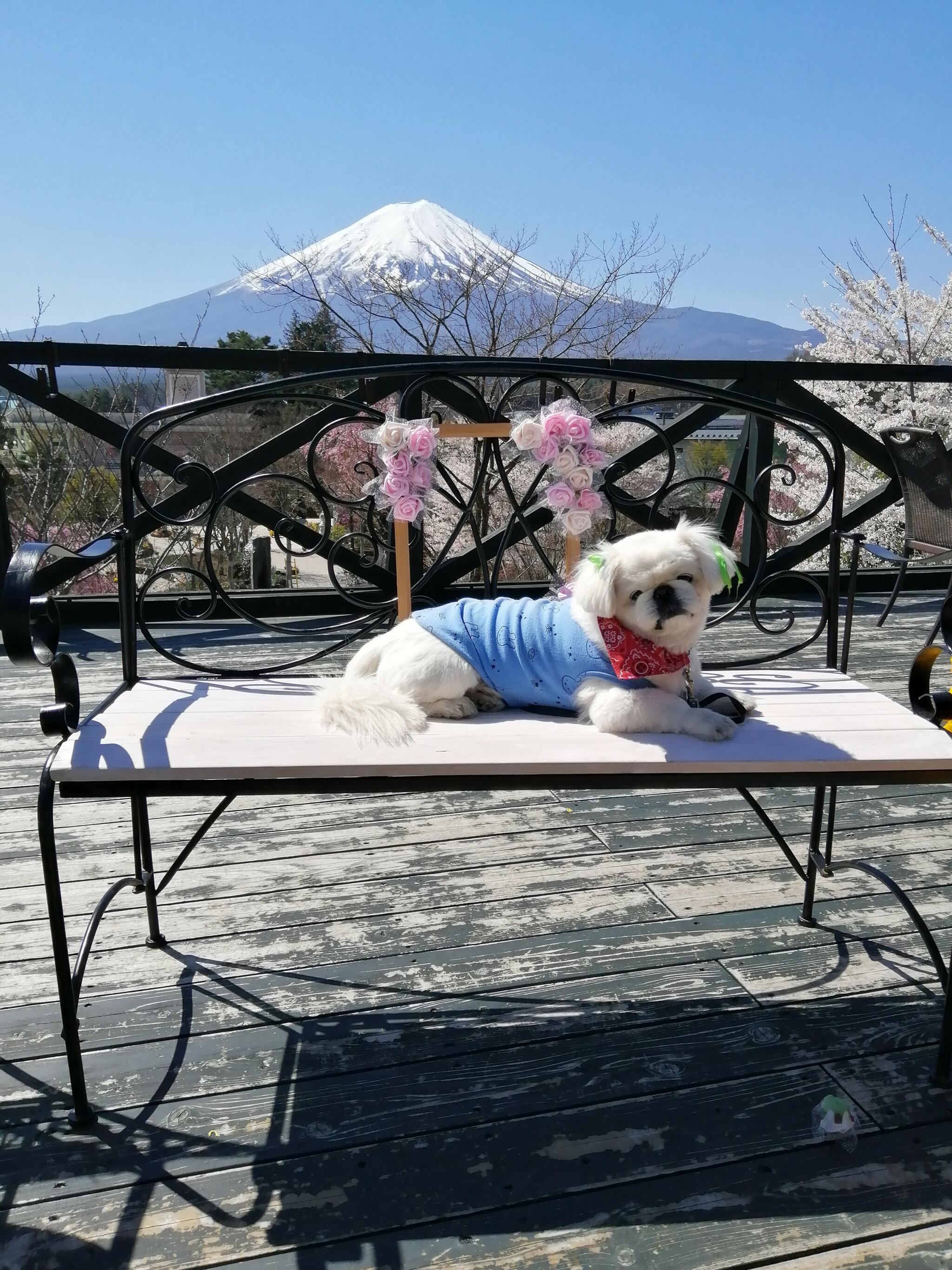 ハーブ庭園旅日記・富士河口湖庭園の代表写真5