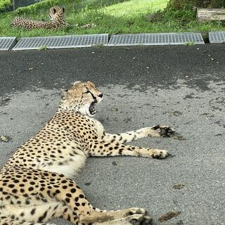 九州自然動物公園 アフリカンサファリの写真25
