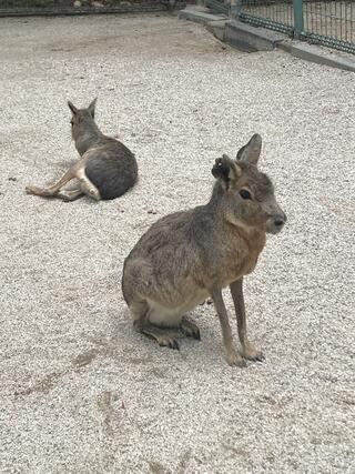 動物の森のクチコミ写真1