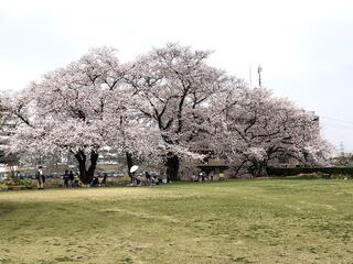 西山公園(豊田市)のクチコミ写真3