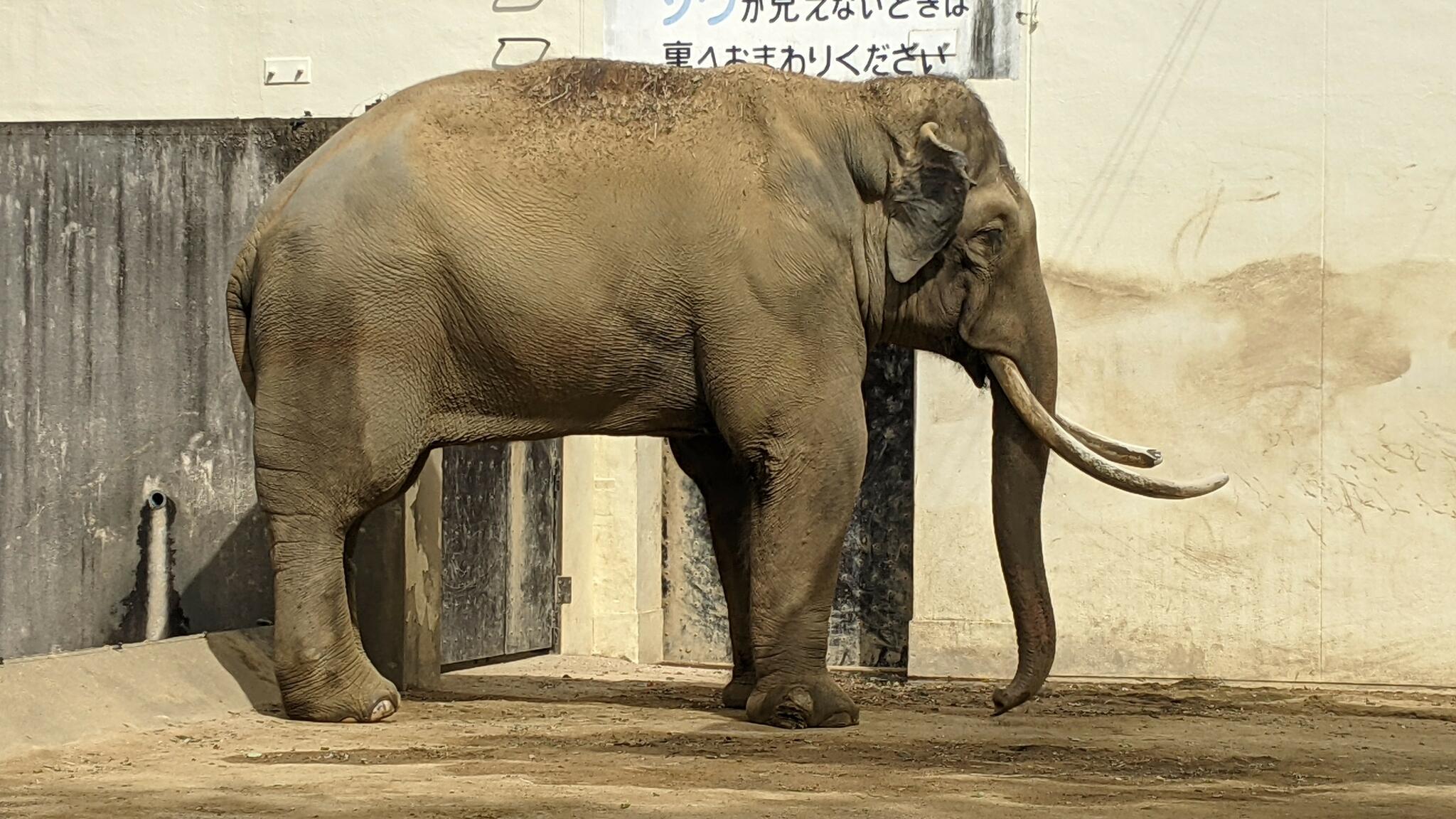 神戸市立王子動物園の代表写真6