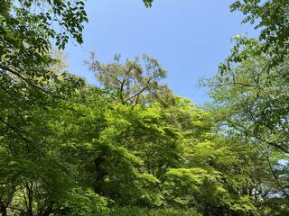 嵐山公園のクチコミ写真3