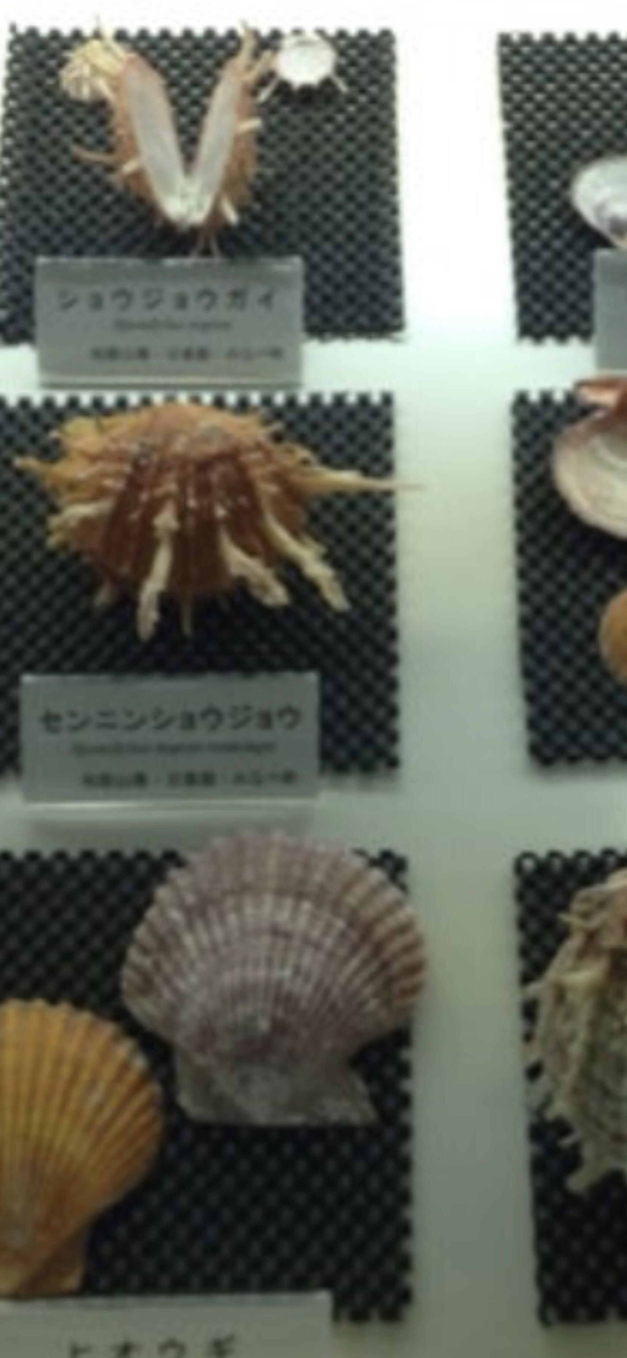 真鶴町立遠藤貝類博物館の代表写真2