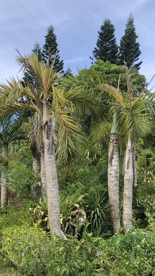 亜熱帯植物楽園 由布島のクチコミ写真1