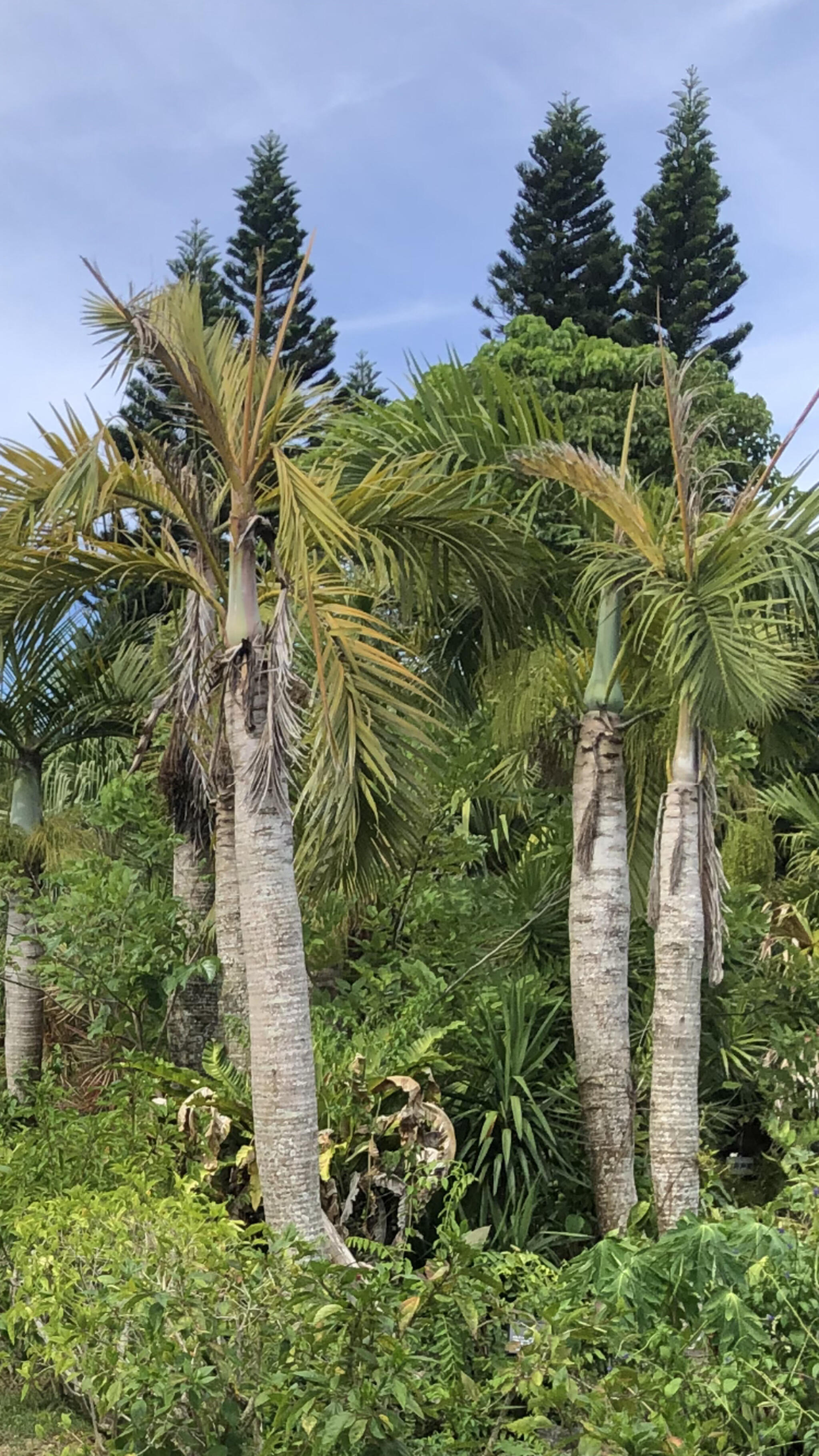 亜熱帯植物楽園 由布島の代表写真2