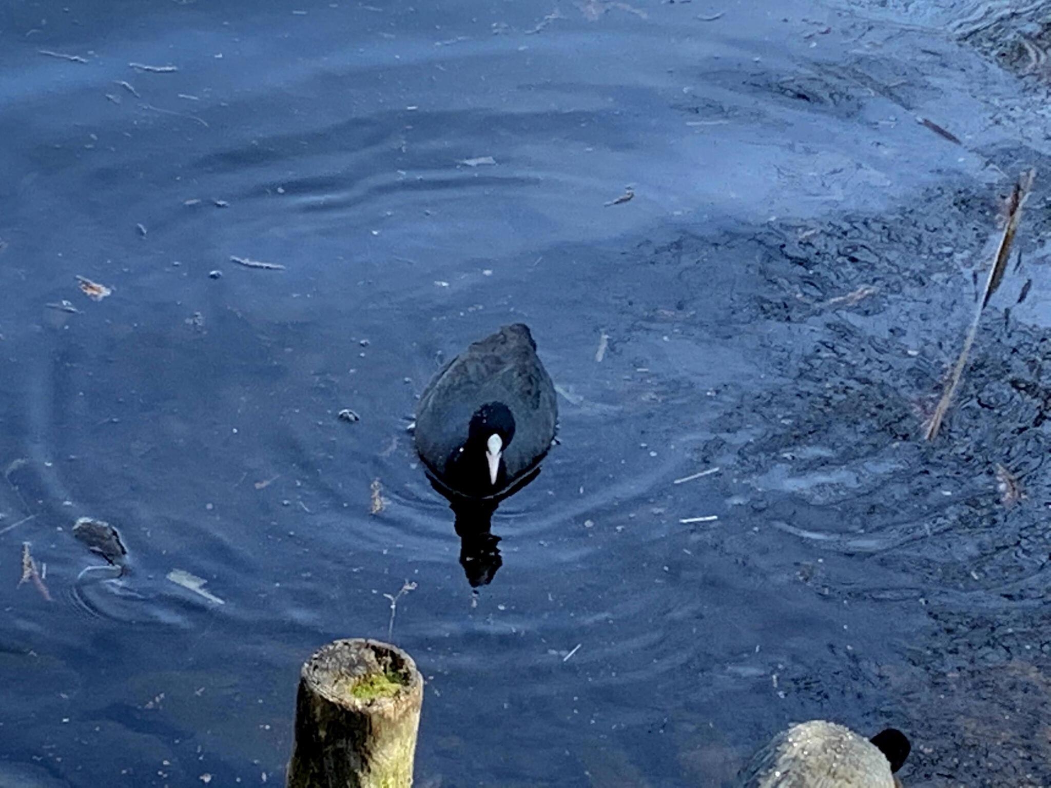 みやま公園の代表写真2