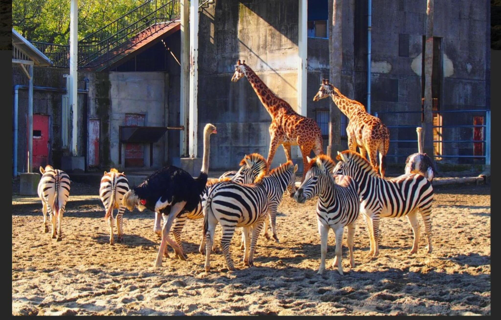 宮崎市フェニックス 自然動物園の代表写真9