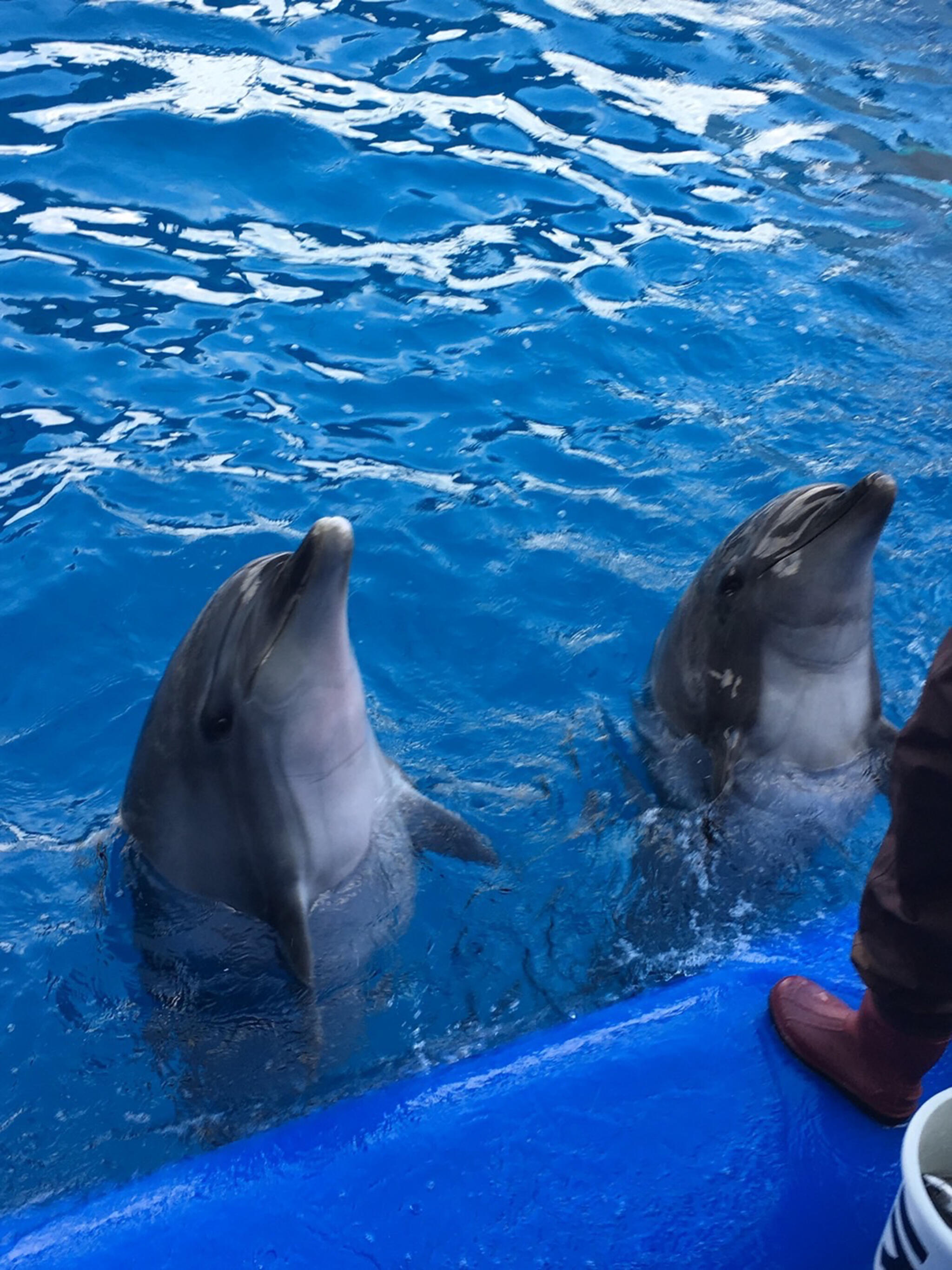 大分マリーンパレス水族館「うみたまご」の代表写真6