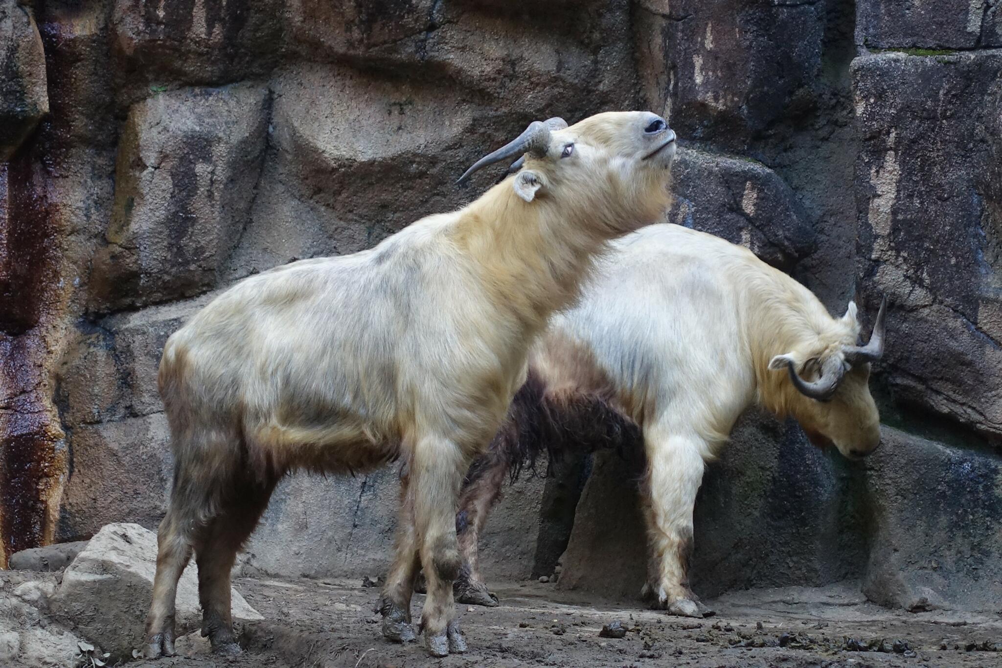 多摩動物公園の代表写真3