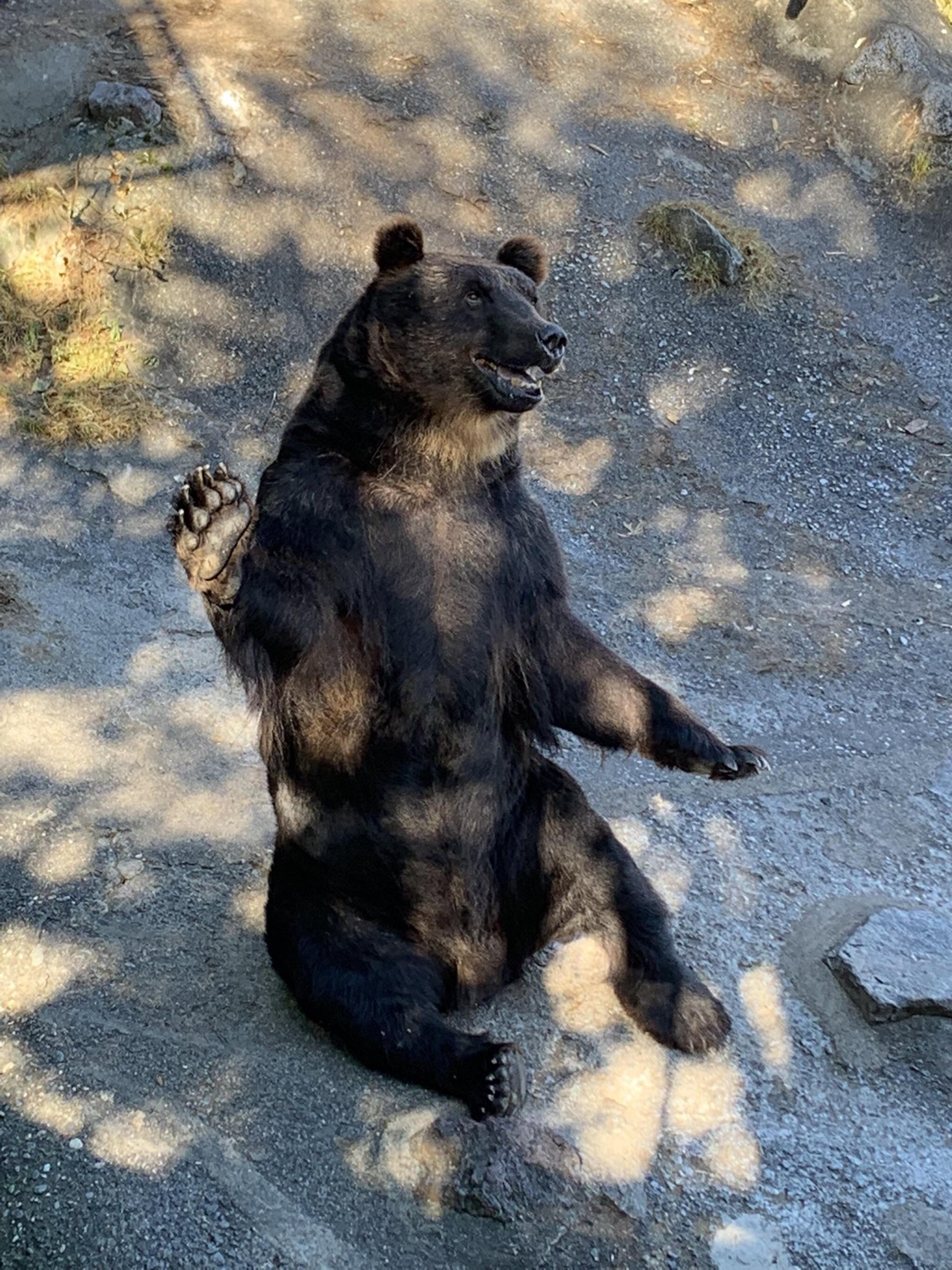 のぼりべつクマ牧場の代表写真4