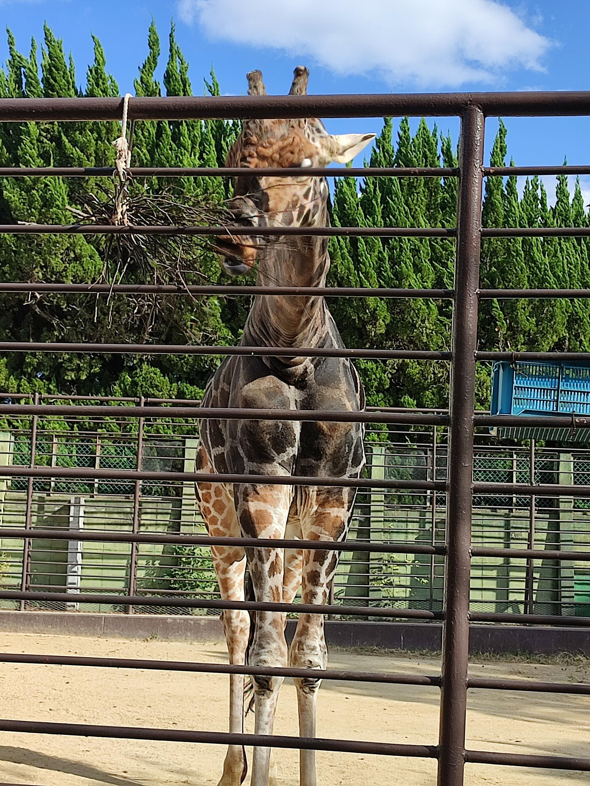 姫路市立動物園の代表写真8